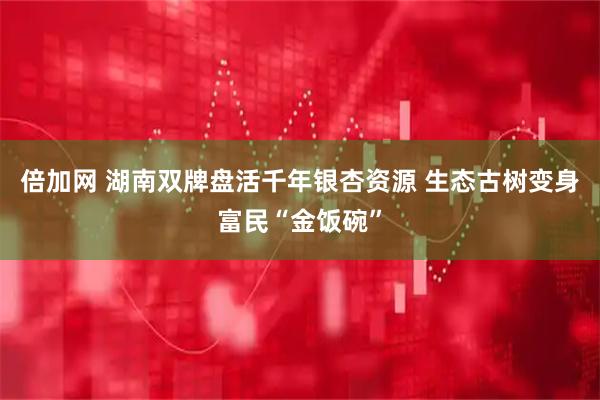 倍加网 湖南双牌盘活千年银杏资源 生态古树变身富民“金饭碗”